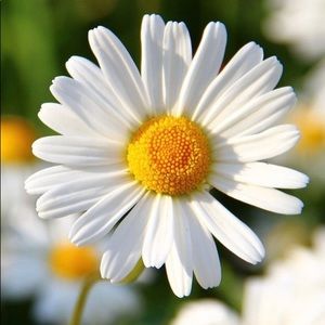 Meet your Posher, Bernadete